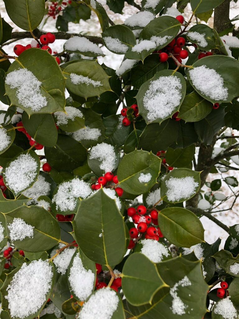 Happy Holly-Days! 1 Happy Holly-Days! 247860016 6604229876261463 7552006845002399743 N