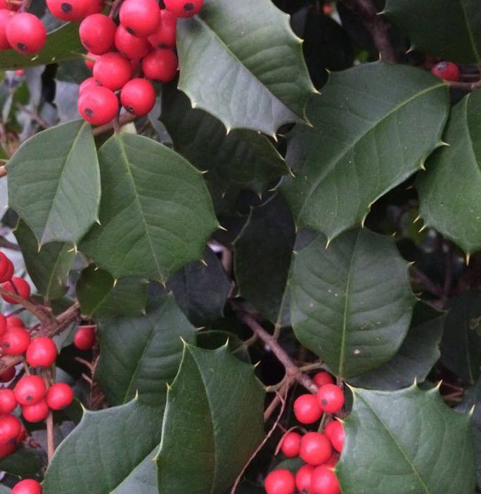 In The Spotlight: The 'Satyr Hill' Holly 1 In The Spotlight: The 'Satyr Hill' Holly 257108010 6719965838021199 7851425803668542895 N