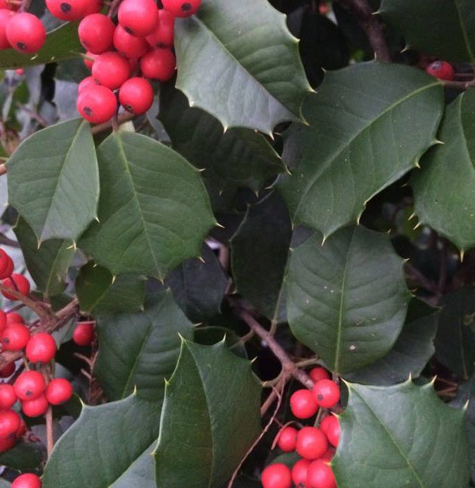 In The Spotlight: The 'Satyr Hill' Holly 257108010 6719965838021199 7851425803668542895 N