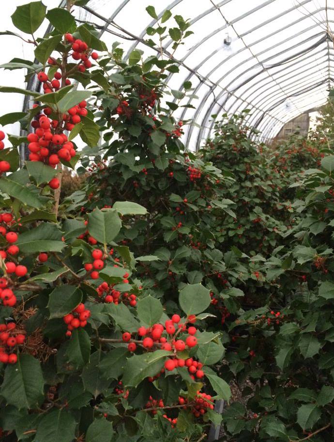 In The Spotlight: The 'Satyr Hill' Holly 257154805 6719965708021212 6000625490797005438 N