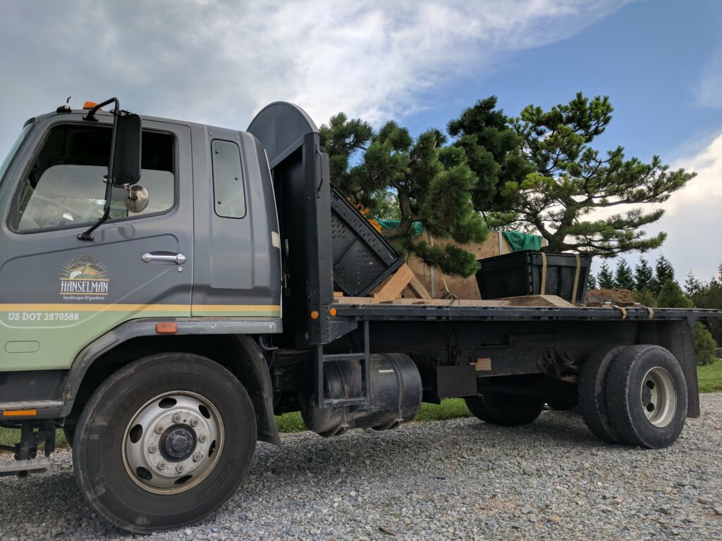 Allow Me To Introduce. . . The Japanese Black Pine 2 Allow Me To Introduce. . . The Japanese Black Pine 281843621 7759647437386362 2705350415755935484 N