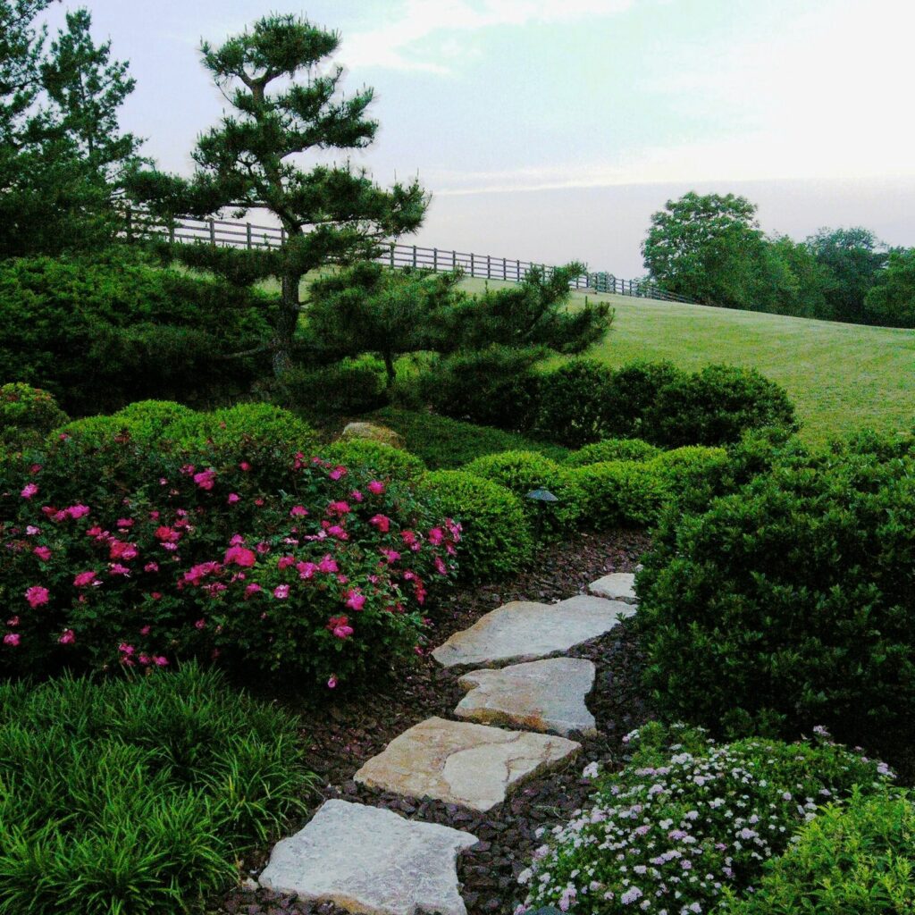 Allow Me To Introduce. . . The Japanese Black Pine 1 Allow Me To Introduce. . . The Japanese Black Pine 282104867 7759663260718113 732679788713652034 N