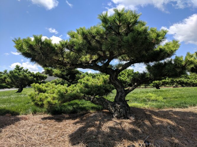 Japanese Black Pine Tree – Green Thumbs Garden