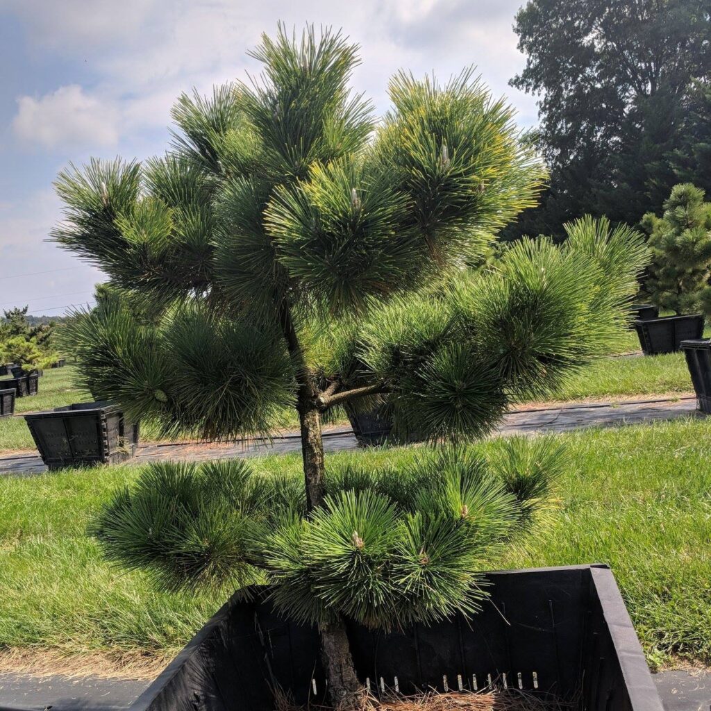 It'S A Beautiful Day In The Nursery . . . . 4 It'S A Beautiful Day In The Nursery . . . . 283419372 7759619330722506 5802651504614664489 N