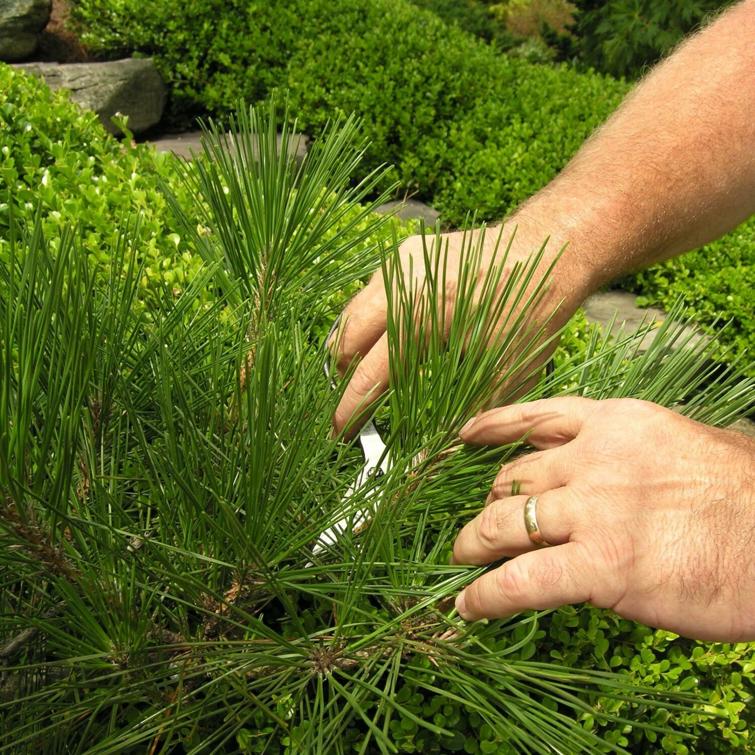 Joy In The Journey: The Rewards Of Nurturing A Garden 296169413 8097144583636644 2948617316979625074 N Scaled