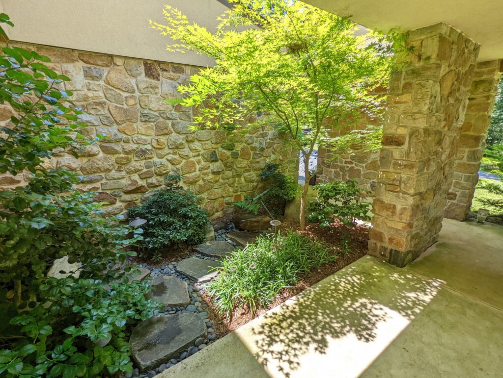 A Japanese Maple Surrounded By Foliage In A Courtyard Garden