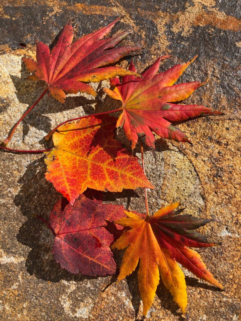 Autumn Delight . . . 1 Autumn Delight . . . 300499964 8197411440276624 6579443694588692860 N