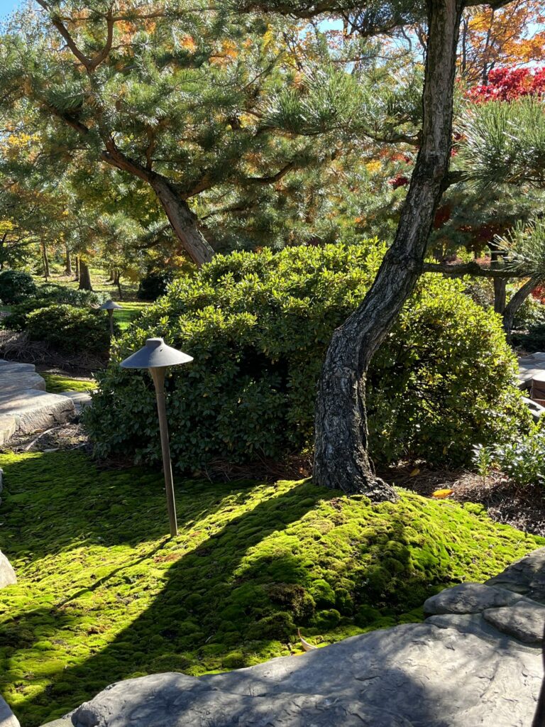 Adding Color To Your Garden--Even In Winter! 1 Adding Color To Your Garden--Even In Winter! 319345498 870160197460304 3853915632328564473 N