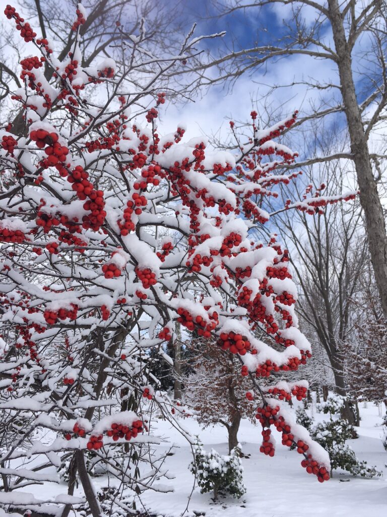 Snow Quilts? 1 Snow Quilts? 320629579 1282664375923193 5533558371300793669 N