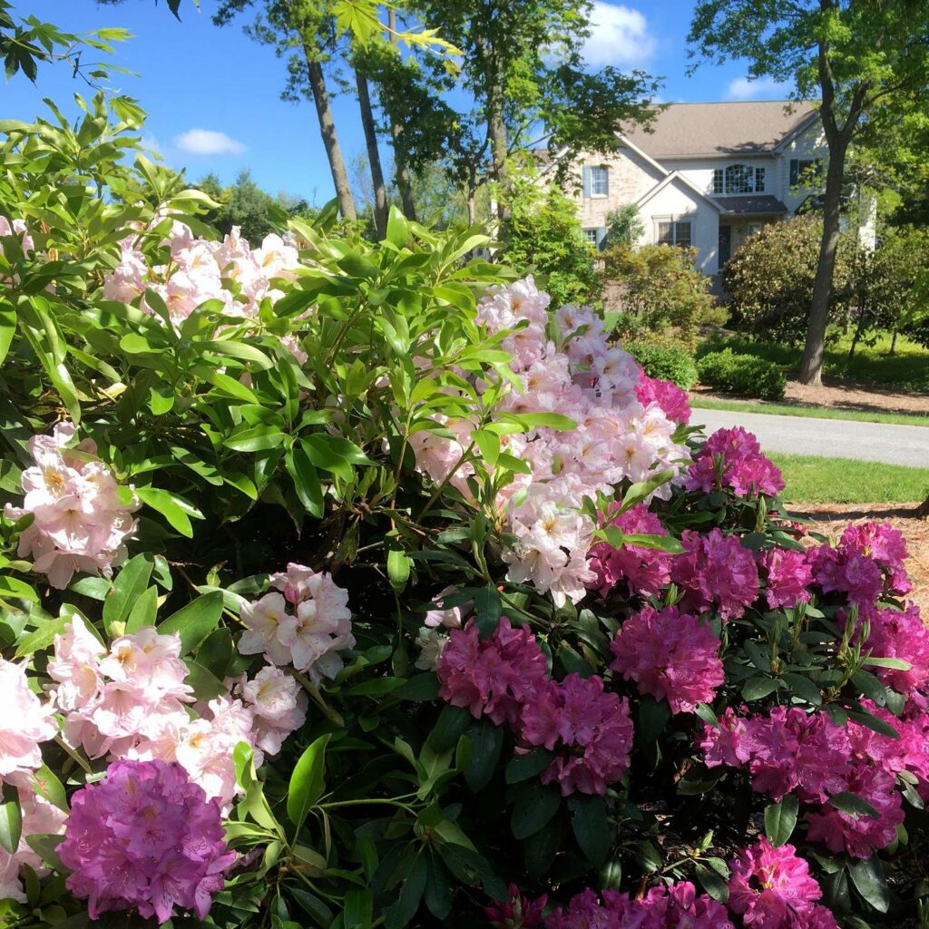 Garden Views In Spring 2 Garden Views In Spring 325670637 807949243994786 3384156771967271885 N