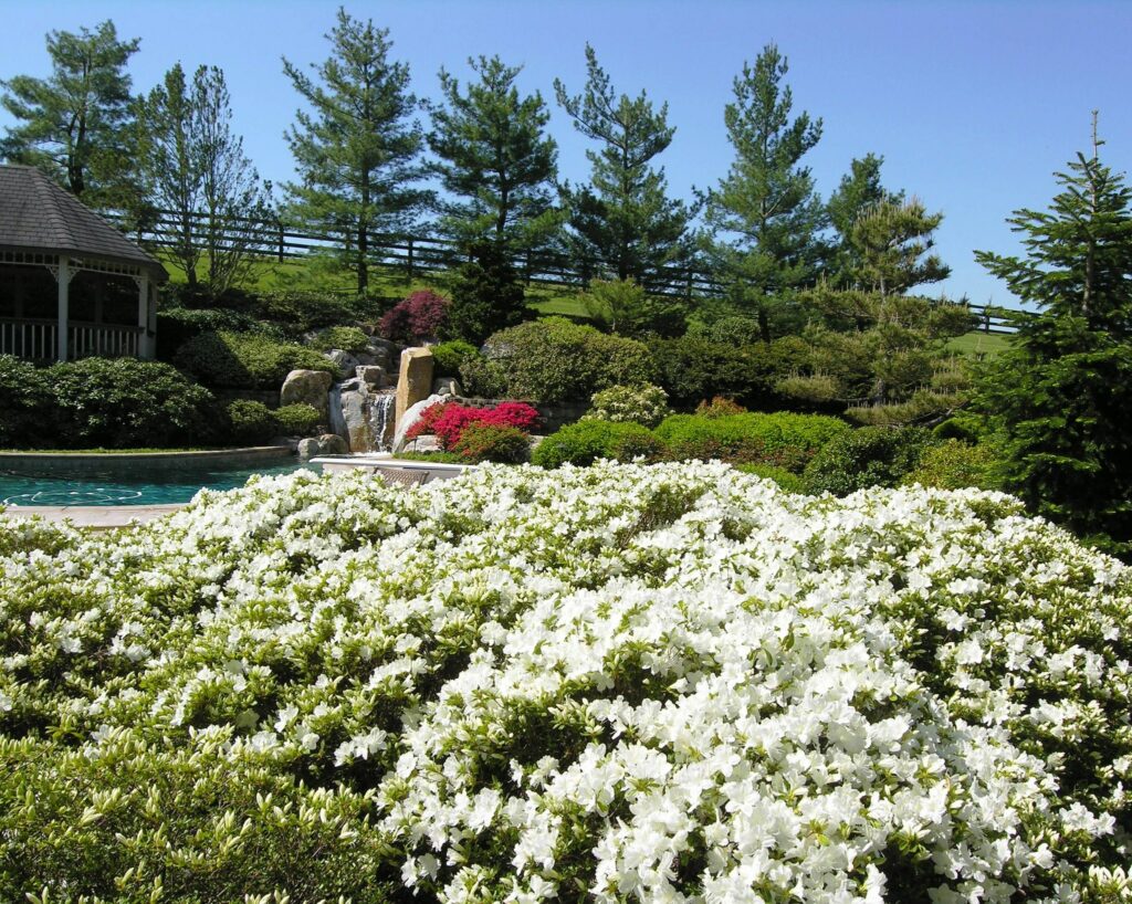 Garden Views In Spring 4 Garden Views In Spring 325843874 874635197116407 7173048024500548335 N 1