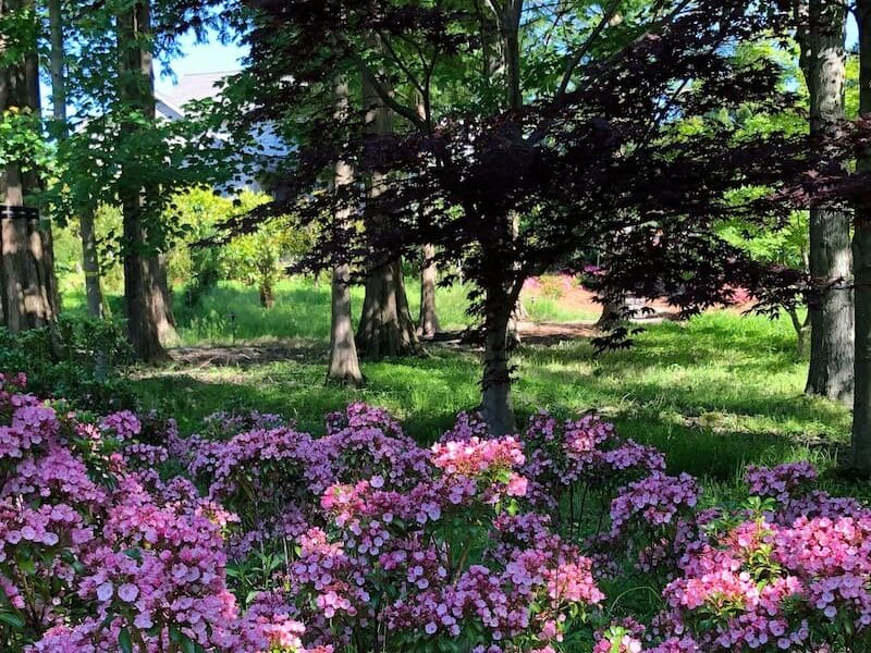 A Collection Of Flowers Planted In A Tree-Filled Backyard By Hanselman Landscape And Gardens.