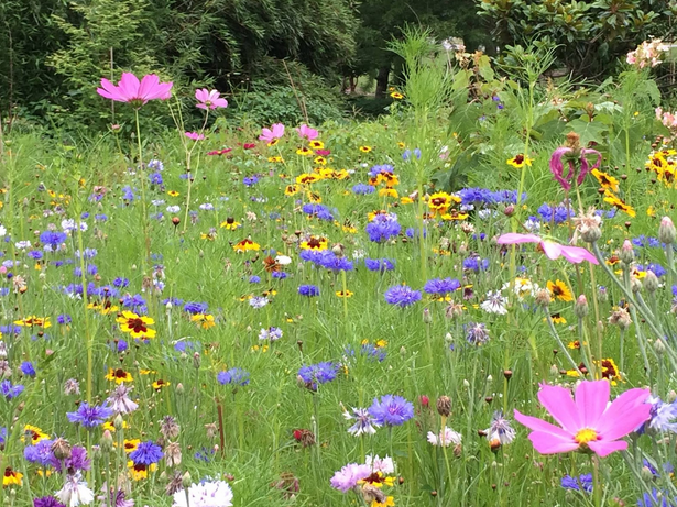 A Meadow Garden Planted By Hanselman Landscape And Gardens.