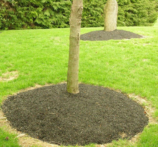 A Tree Planted With Mulch Covering The Root Flare, Depriving The Tree Of Oxygen