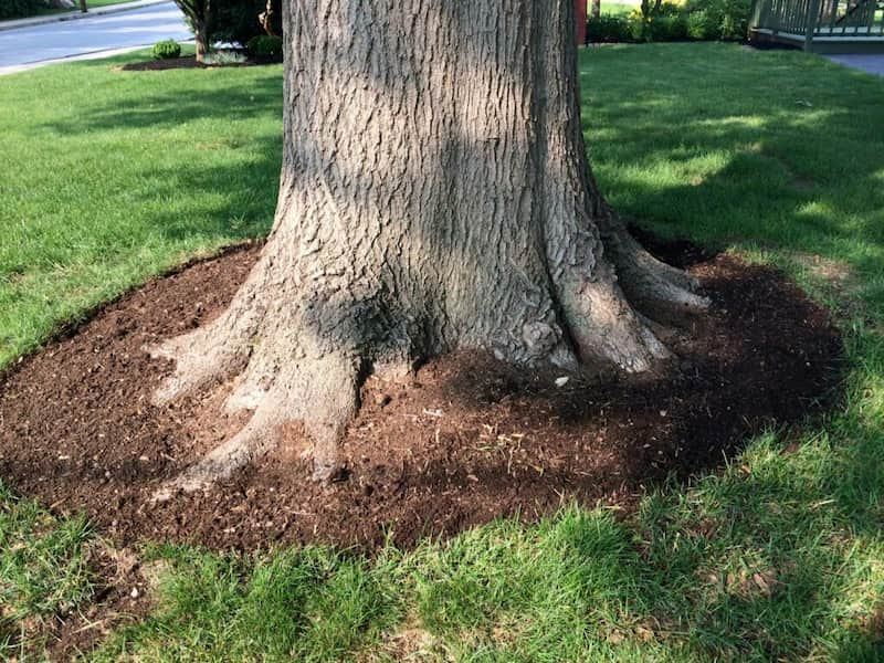 A Tree, Planted By Hanselman Landscape And Gardens, With Its Root Flare Exposed Slightly Above The Surface For Proper Oxygen Intake.