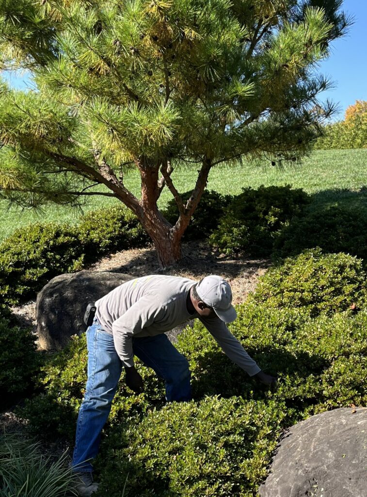 The Priorities Of Good Pruning (Part 3) 2 The Priorities Of Good Pruning (Part 3) 352484849 957188385236875 2331193987804210036 N