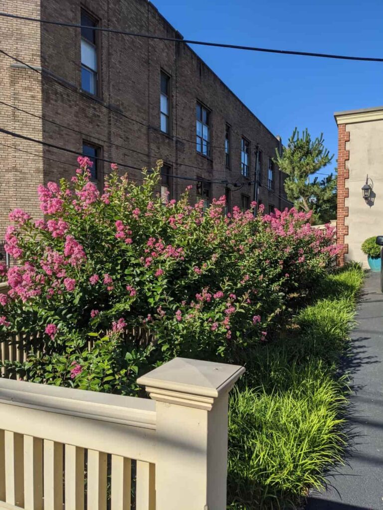 A Specially Designed Urban Courtyard Garden.