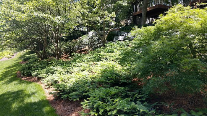 Low-Maintenance Gardens 14 A Lush Garden With Various Green Shrubs And Small Trees, Including Some Low-Growing Ground Cover And Taller Plants. A Grassy Lawn Edges The Garden On The Left, And A Wooden Deck Is Partially Visible In The Upper Background.