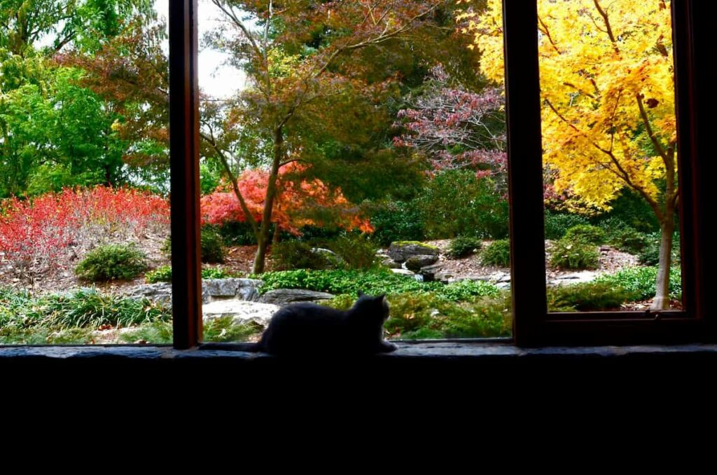 A Cat Sitting In The Window And Looking At The Inside Out Landscape Designed By Hanselman.