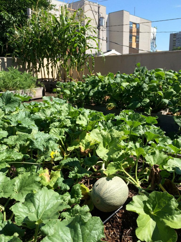 Rooftop Gardens 22 Rooftop Gardens Rg06 Urban Oasis Vegetables In The City 1