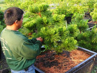 Rooftop Gardens 20 Rooftop Gardens Rg10 Developing Young Pinus Thunbergii Thunderhead Specimens