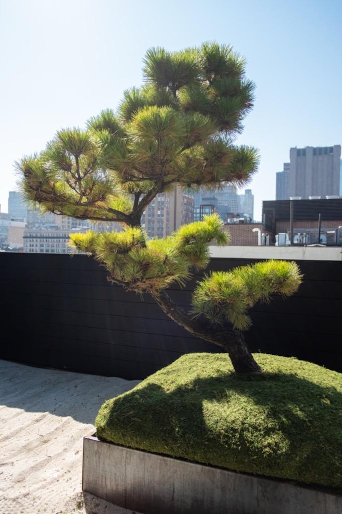 Rooftop Gardens 18 Rooftop Gardens Rg15 Thunderhead Japanese Black Pine Delivered To Brooklyn Ny Rooftop Garden 1