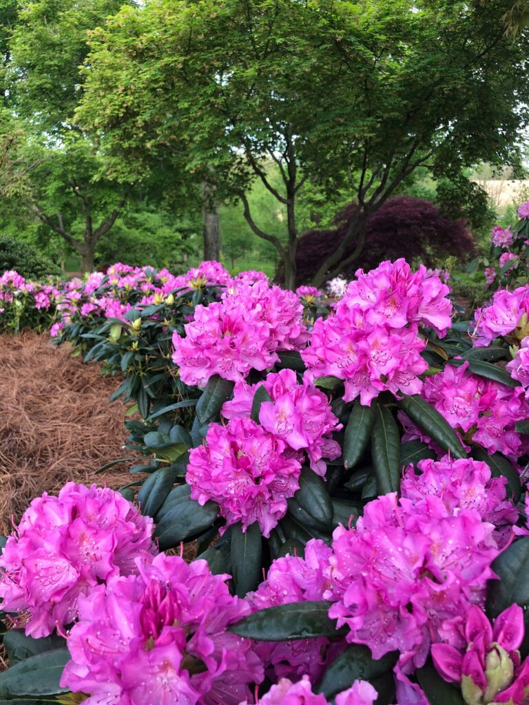 Gardening &Amp; Being In A Garden 1 Gardening &Amp; Being In A Garden 361347883 983229439299436 8291971497064311397 N