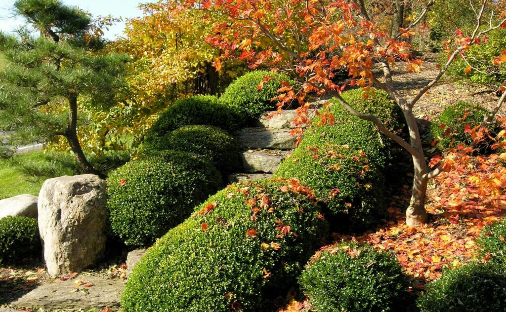 In The Spotlight . . . Acer Japonicum 'Mai Kujaku' 244188956 6492248290792956 1545994583364807851 N