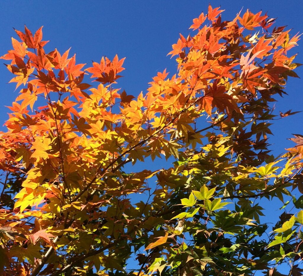 In The Spotlight . . . Acer Japonicum 'Mai Kujaku' 244261439 6492246790793106 4640958064679482919 N