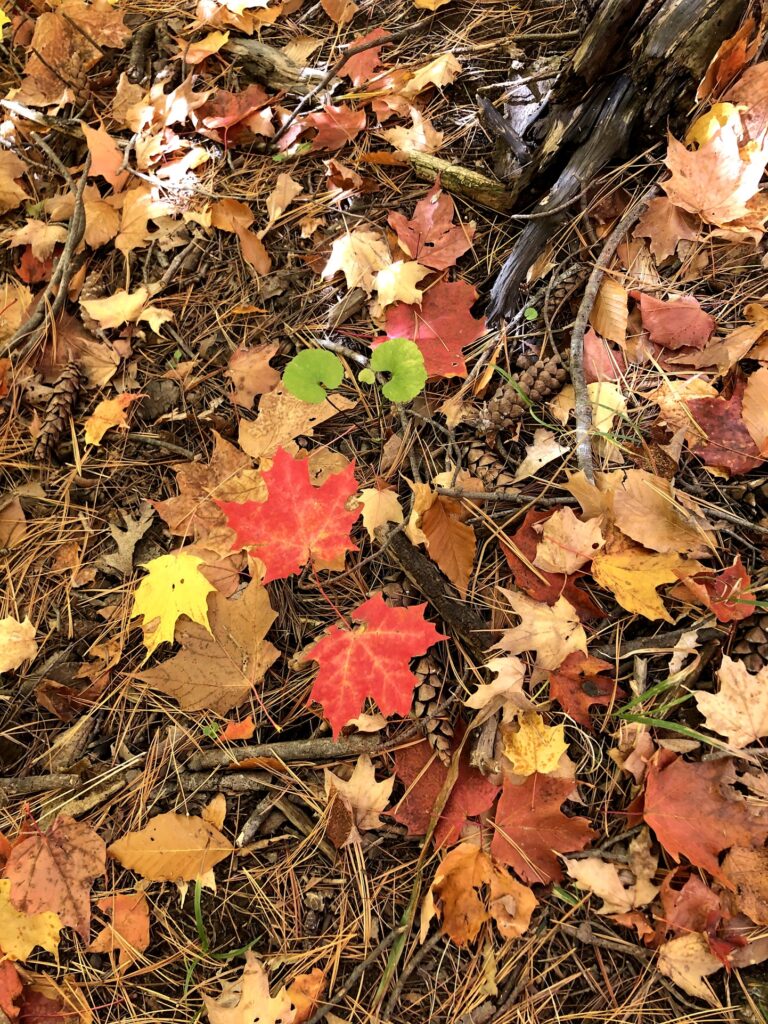 &Quot;I'M So Glad I Live In A World Where There Are Octobers.&Quot; 2 &Quot;I'M So Glad I Live In A World Where There Are Octobers.&Quot; 366806632 995575784731468 6920226805223785099 N