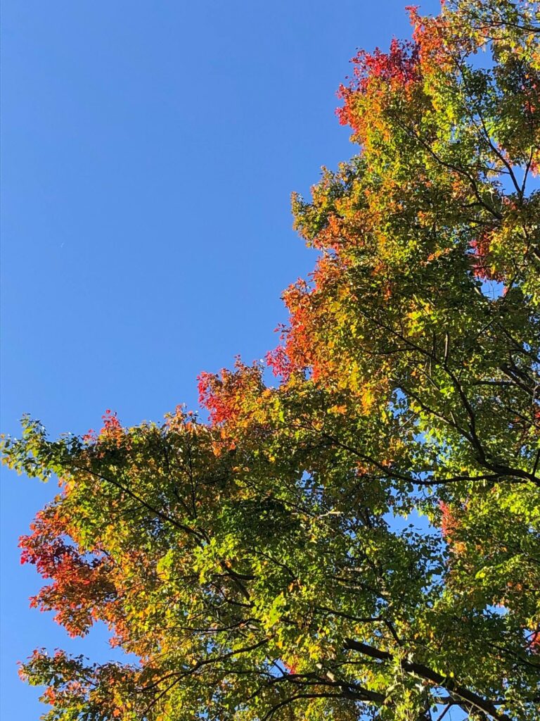 October Glory! 2 October Glory! 381383828 1021124088843304 1590848097855373538 N