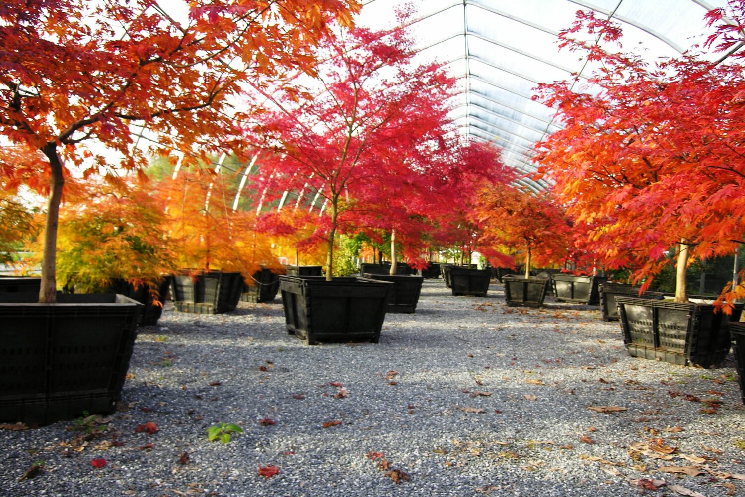 メイプルです。 melple メイプル ウインタードリズラージャケット - SE7EN