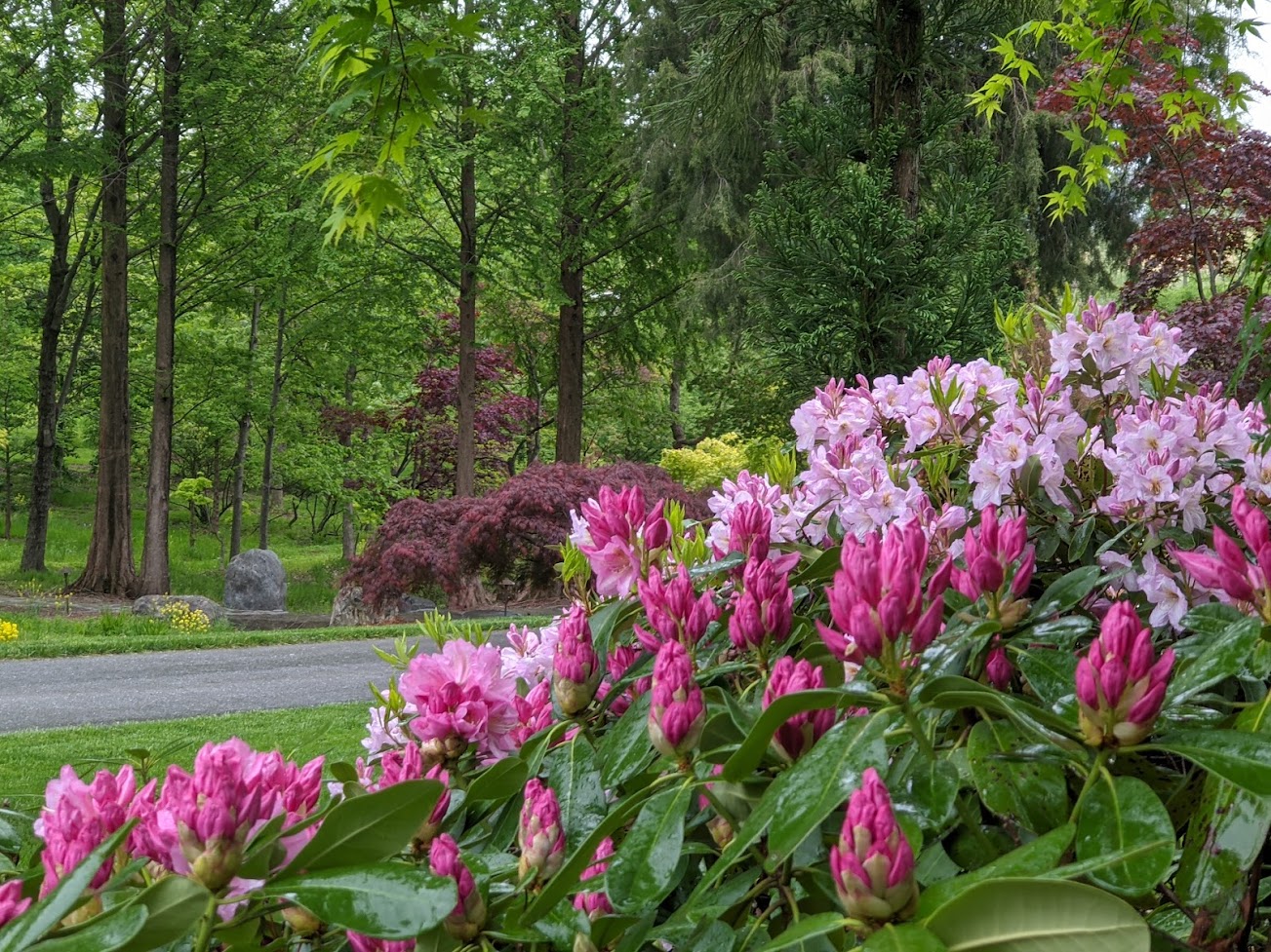 Specialty Plants From Hanselman Nursery | Hanselman Landscape And