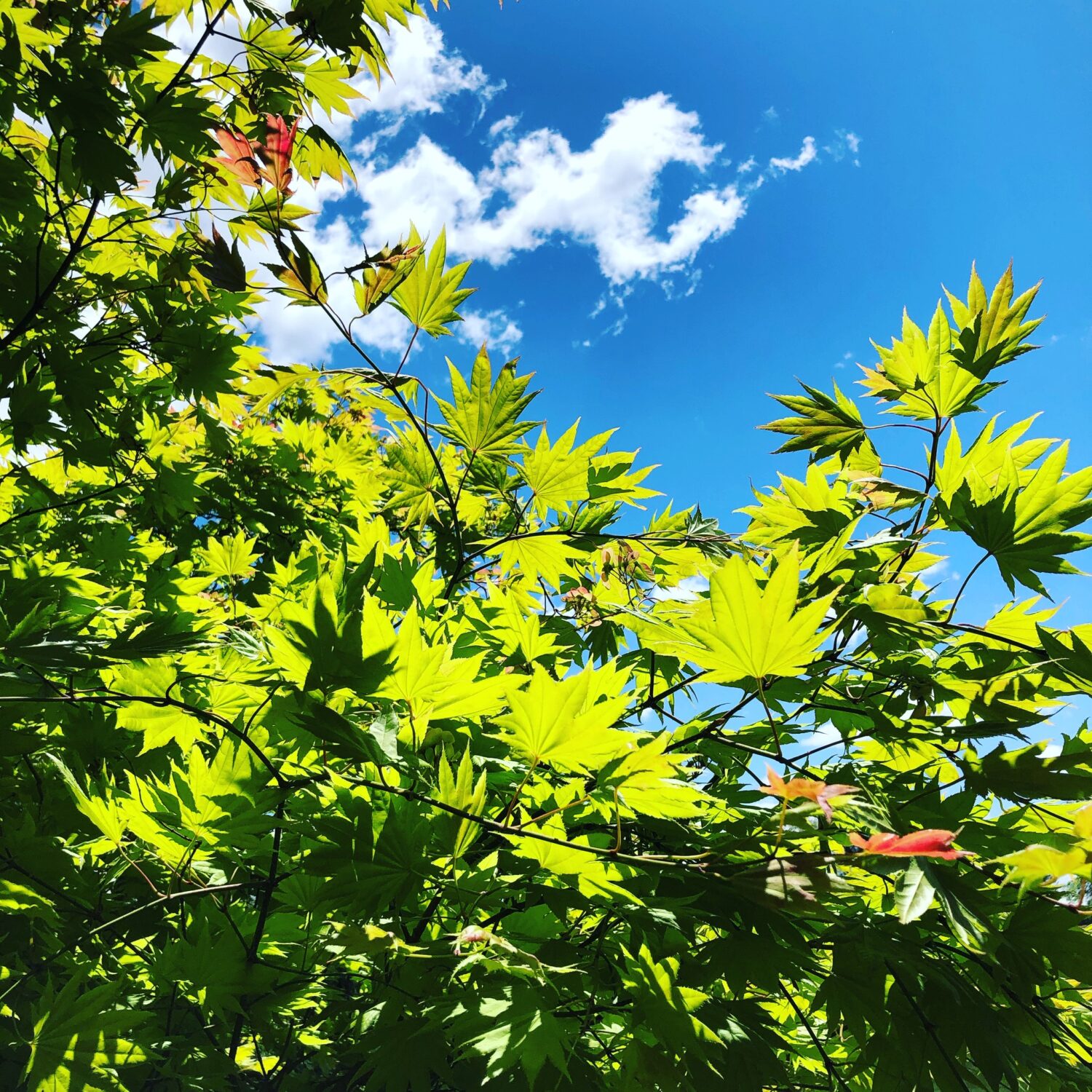 HAPPY GREEN DAY Hanselman Landscape Gardens