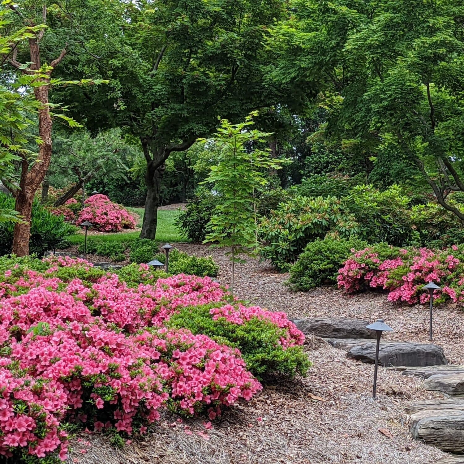 ‘Osakazuki’ Azaleas In Bloom