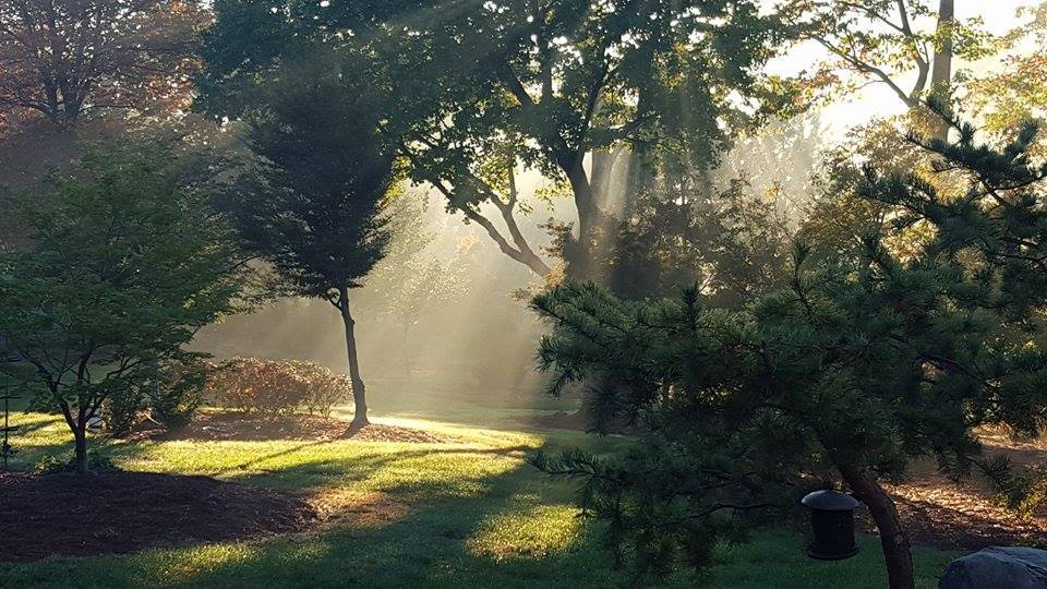 Low-Maintenance Gardens 10 Sunbeams Pierce Through The Lush Canopy Of Trees In A Serene Park. Shadows From The Trees Create A Tranquil Pattern On The Green Grass, While A Gentle Mist Adds An Ethereal Quality To The Peaceful Scene. A Small Lantern Peeks Out From Among The Foliage.