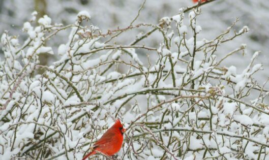 Garden Delights….Even in Winter_featured_image
