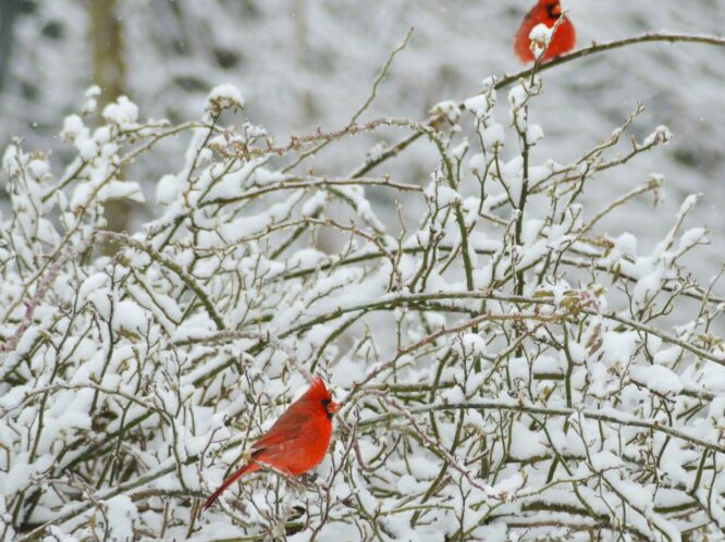 Garden Delights….Even in Winter_featured_image