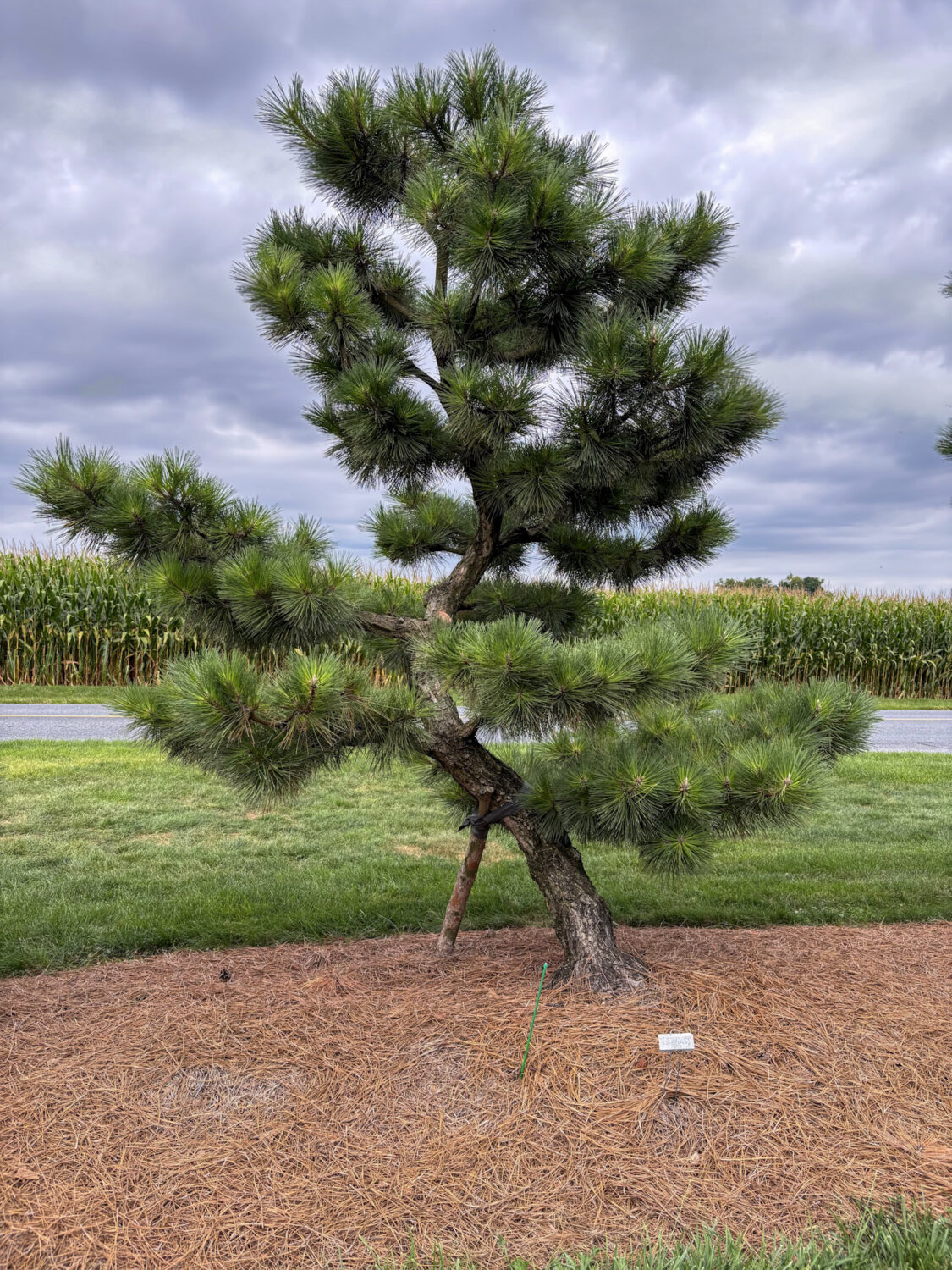 Compact Japanese Black Pine #28 – Hanselman Landscape & Gardens