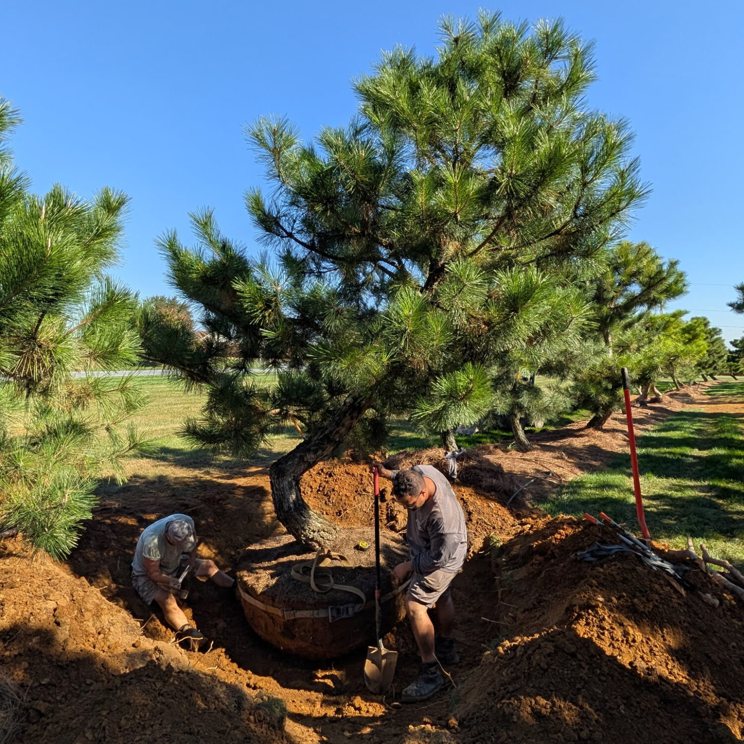 Ornamental Pine Trees For Sale | Handcrafted Japanese Pines Near