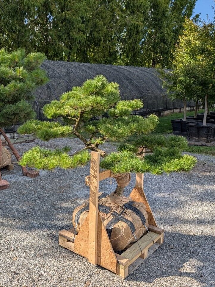 Ornamental Pine Catalog 6 Ornamental Pine Catalog 559780785 1550710935884614 8489263082600583555 N Edited 4