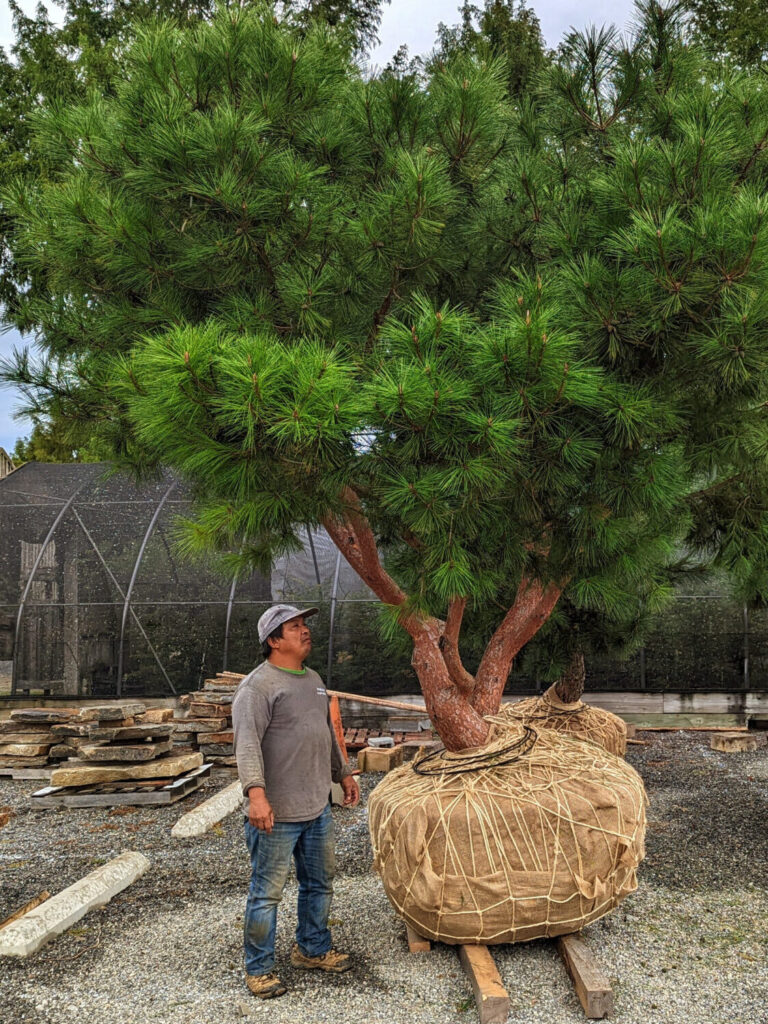 Ornamental Pine Catalog 8 Japanese Red Pine, Pinus Densiflora ‘Tagyosho’ Cultivar, Being Prepared For Installation