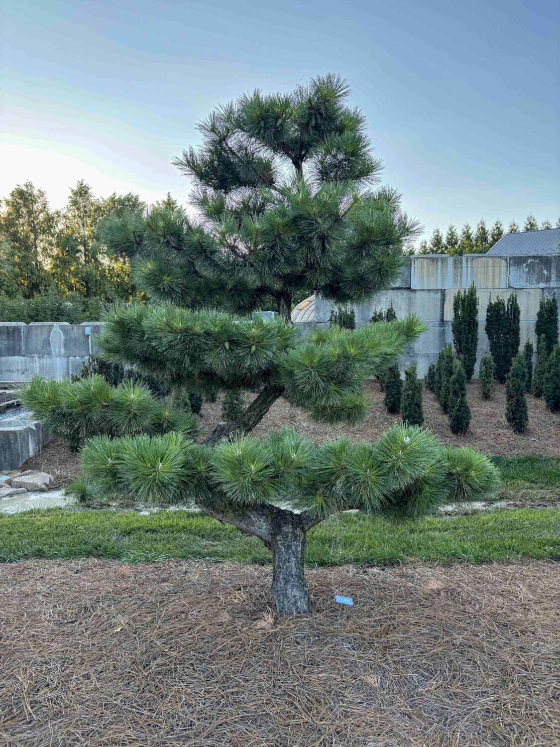 Compact Japanese Black Pine #29 – Hanselman Landscape & Gardens