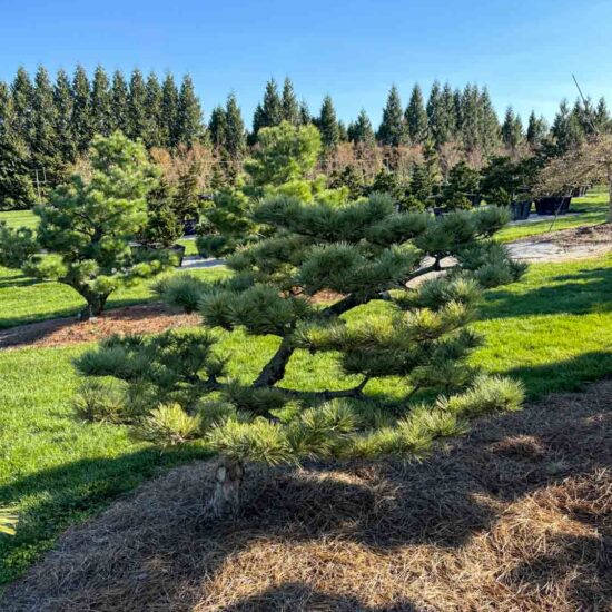 Dwarf Japanese Black Pine #23 Ptb0023 1 Of 1