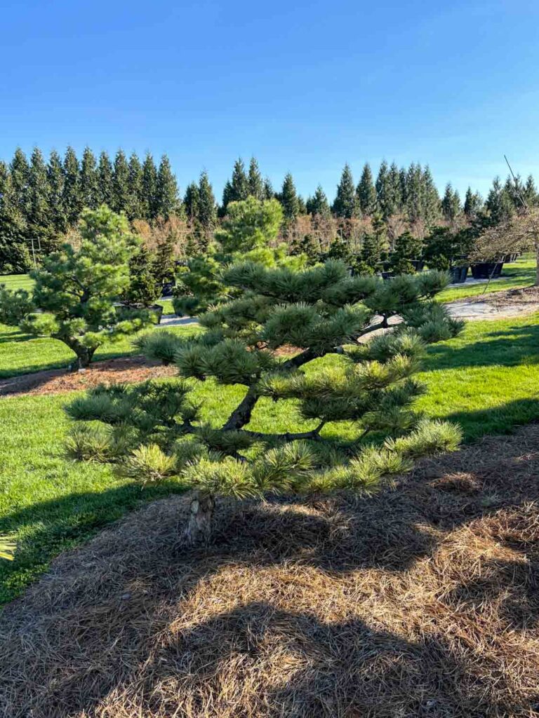 Ornamental Pine Catalog 28 Dwarf Japanese Black Pine #23