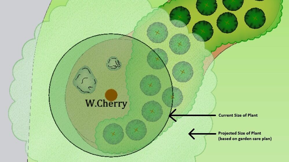 Landscape Design Projected Growth Of Plant Cad Design Edited 2