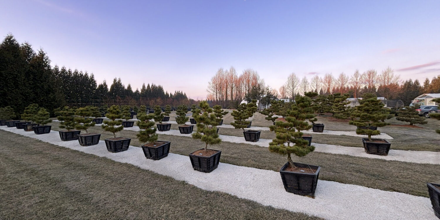 Hanselman Landscape & Garden Nursery - Gallery Display