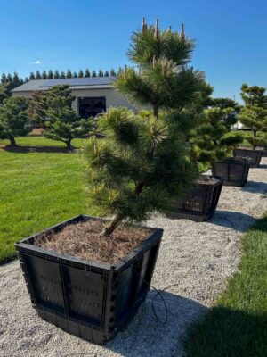 Compact Japanese Black Pine #104