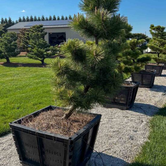 Compact Japanese Black Pine #104 Ptt104 1 Of 1