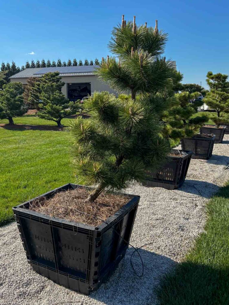 Ornamental Pine Catalog 12 Compact Japanese Black Pine #104